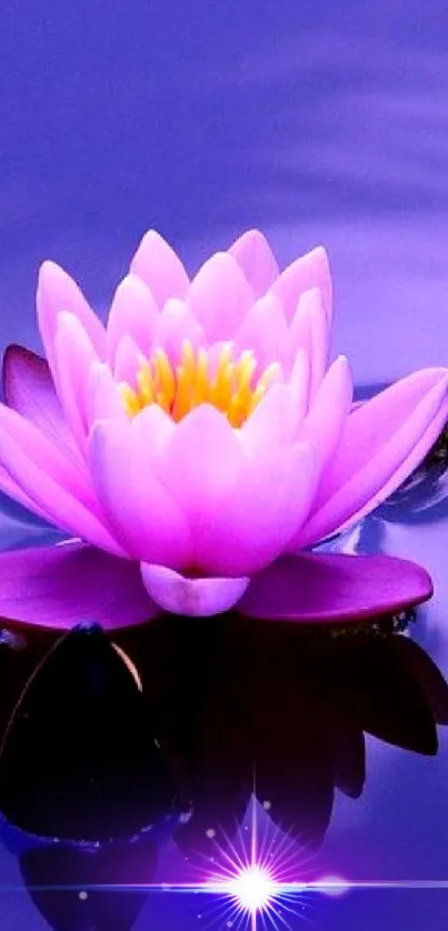 Pink lotus flower on calm purple water background.