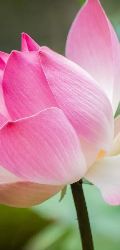 Close-up of a pink lotus flower on green background.