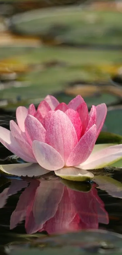 Pink lotus flower reflecting on water, surrounded by green leaves.