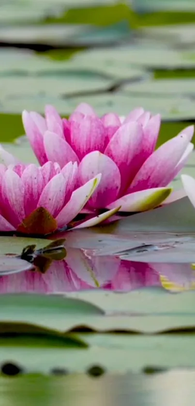 Pink lotus flowers floating on green lily pads in serene water.