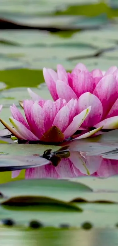 Pink lotus flowers on calm green lily pads wallpaper.