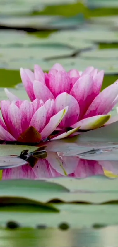 Pink lotus flowers on green lily pads create a serene wallpaper.