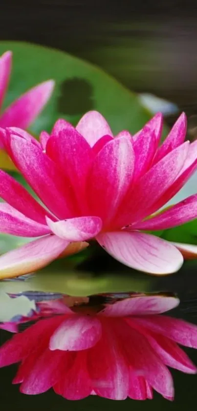 Vibrant pink lotus flower reflected on water.