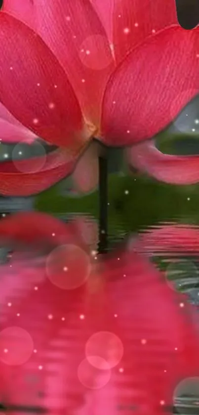 Serene pink lotus reflecting on calm water surface.