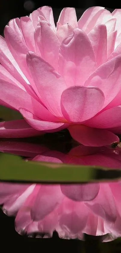 Pink lotus flower with reflection on water surface.