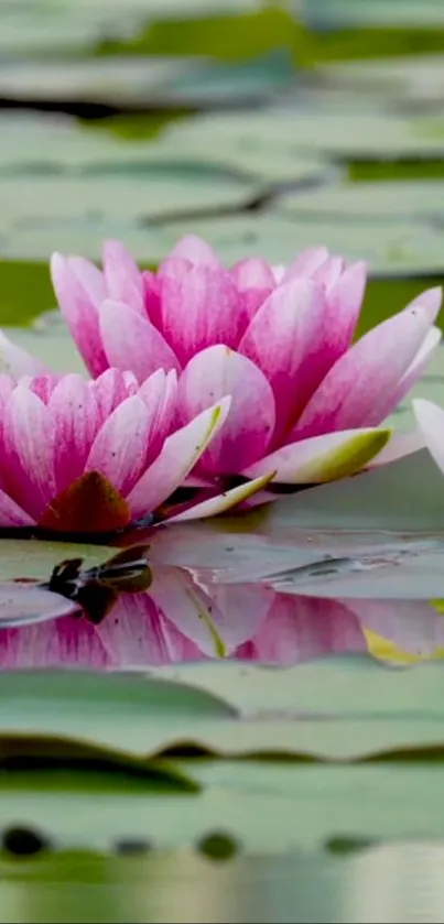 Pink lotus flowers reflecting on a calm pond, creating a serene mobile wallpaper.