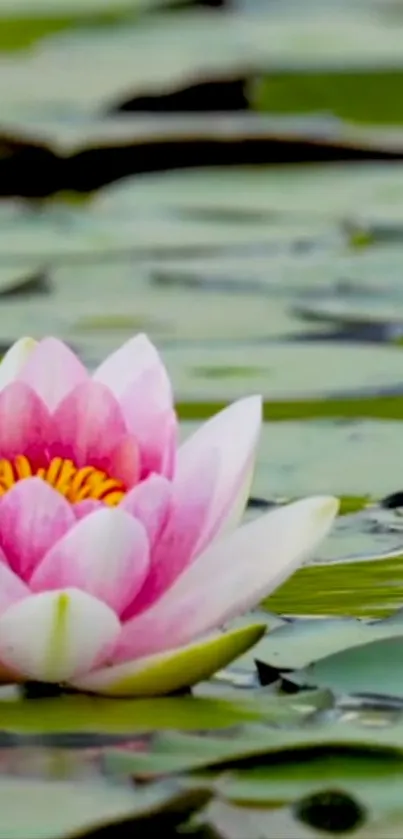 A peaceful pink lotus flower floating on a calm green lake.