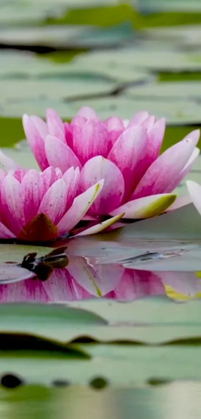 Pink lotus flowers floating serenely on a calm pond.