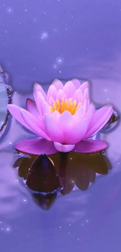 Serene pink lotus floating on tranquil violet water.