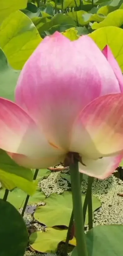 Vibrant pink lotus with green leaves on a serene pond.