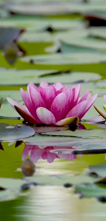 Pink lotus blossoms float on peaceful green lily pads.