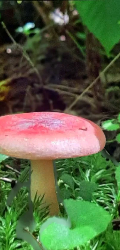 Pink mushroom in lush green forest mobile wallpaper.