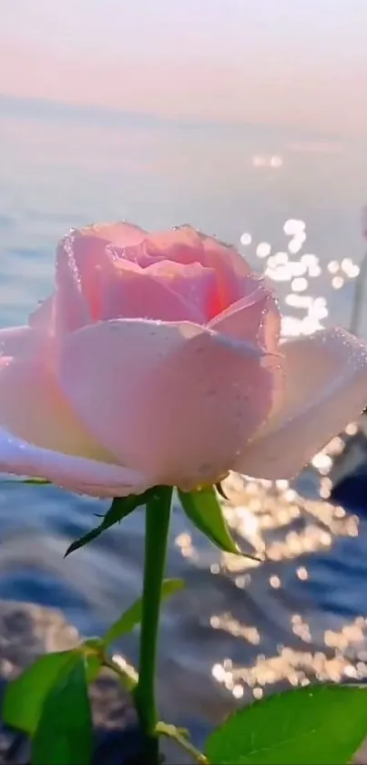 A serene pink rose with dewdrops by the water, perfect for a calming phone wallpaper.