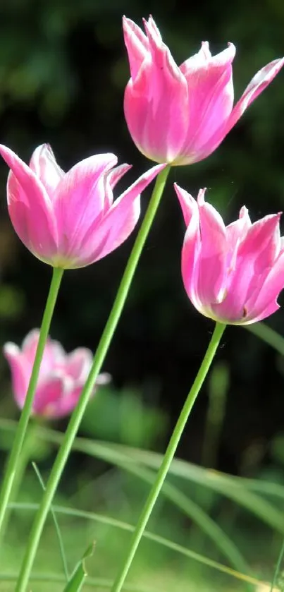 Pink tulips in a vibrant garden setting, showcasing nature's beauty.