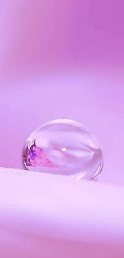 Pink water droplet on petal wallpaper.