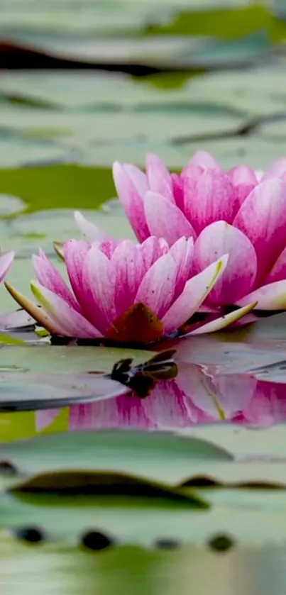 Serene pink water lilies on a calm pond.