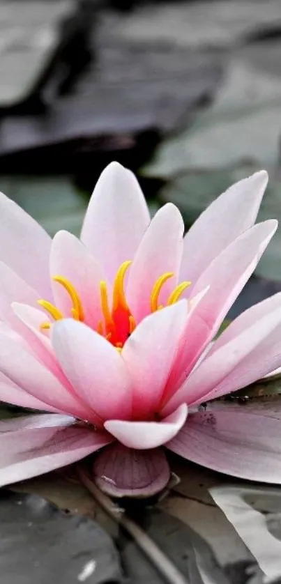 Pink water lily in a tranquil pond.