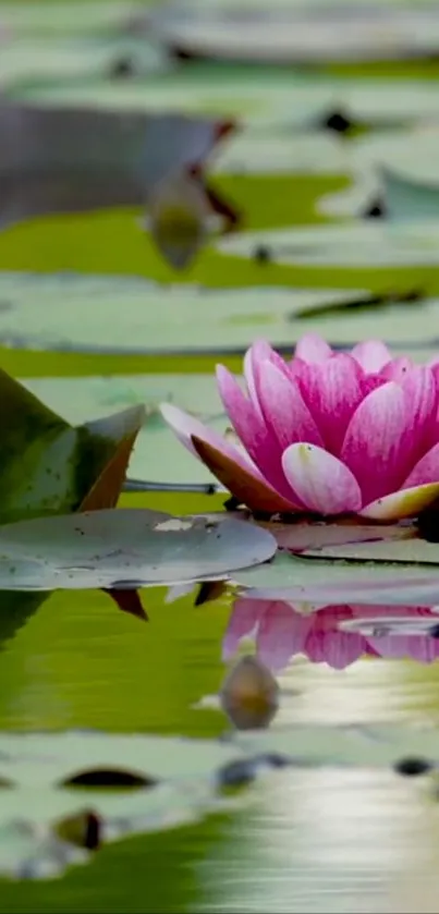 A vibrant pink water lily among green lily pads on a serene pond.