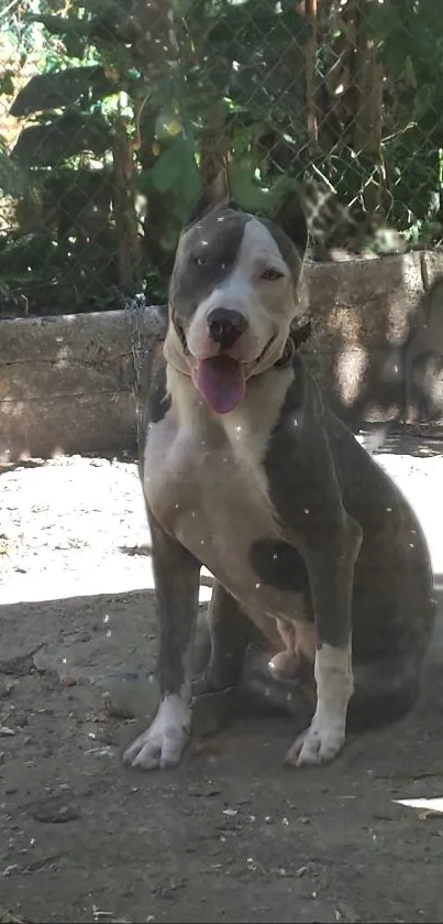 Relaxed pit bull sitting in sunlight.