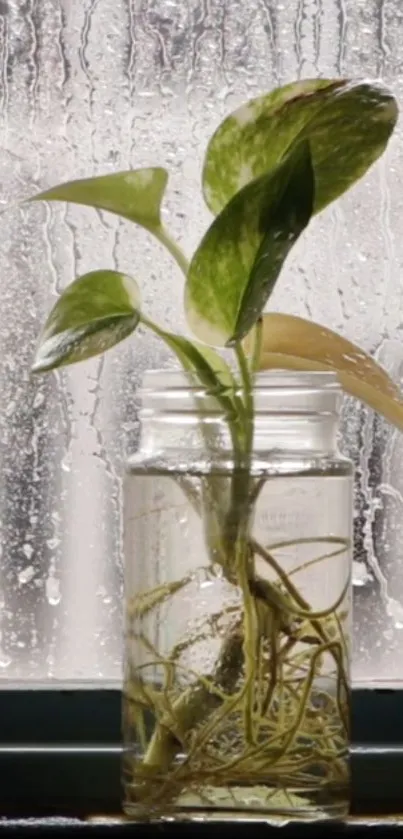 Green plant in a glass jar with rain background.