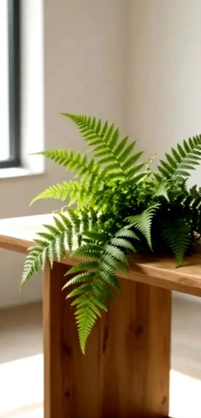 Green fern on wooden table by window.