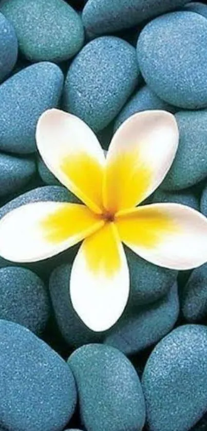 Plumeria flower on smooth blue stones background.