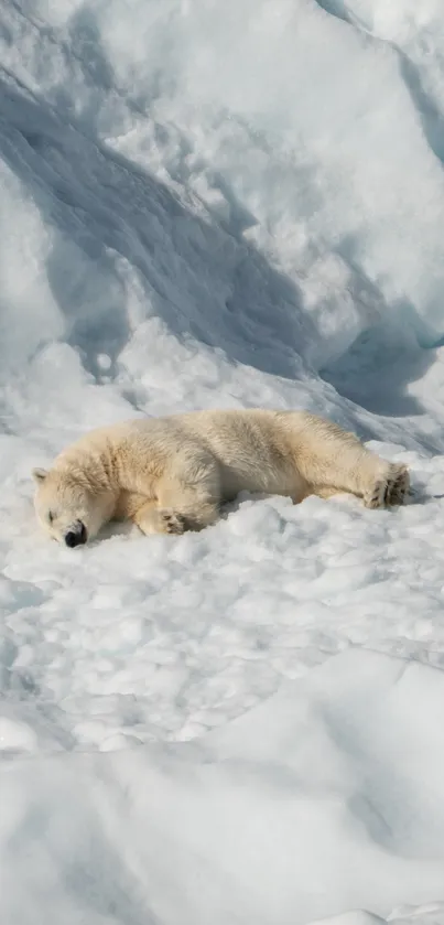 Polar bear resting peacefully on snowy landscape.