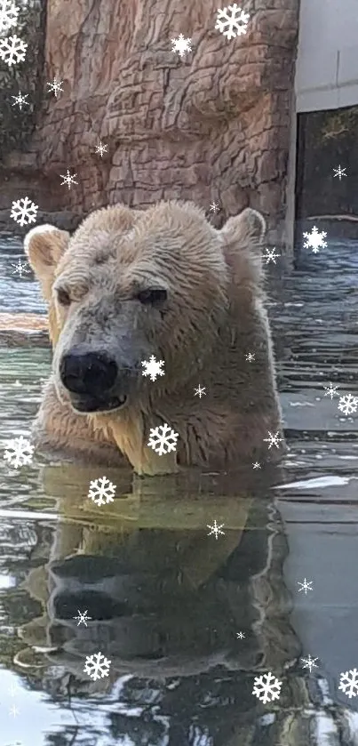 Polar bear standing in water with rocky background.