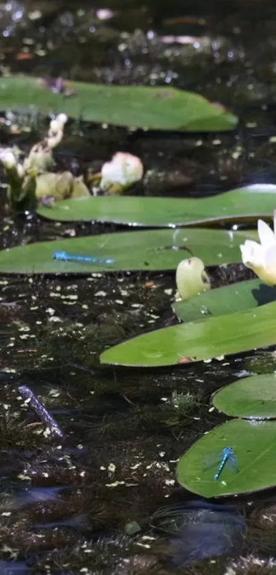 Beautiful green lily pads on a serene pond with dragonflies.