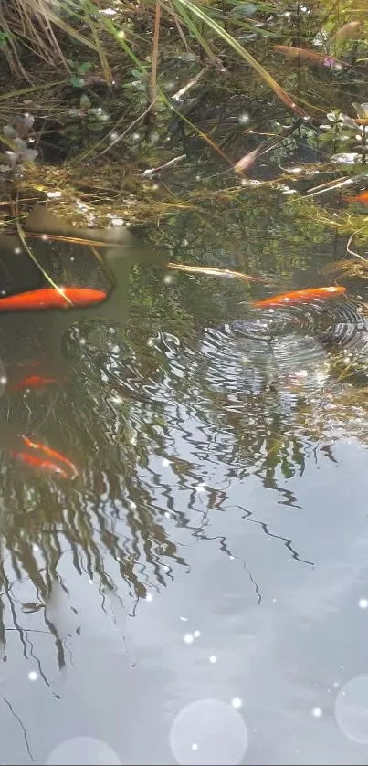 Tranquil pond with vibrant koi fish swimming peacefully.