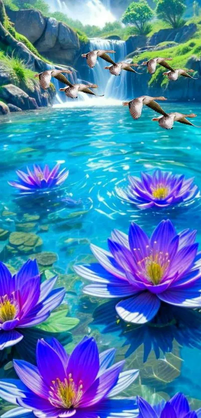 Purple water lilies in a tranquil pond.