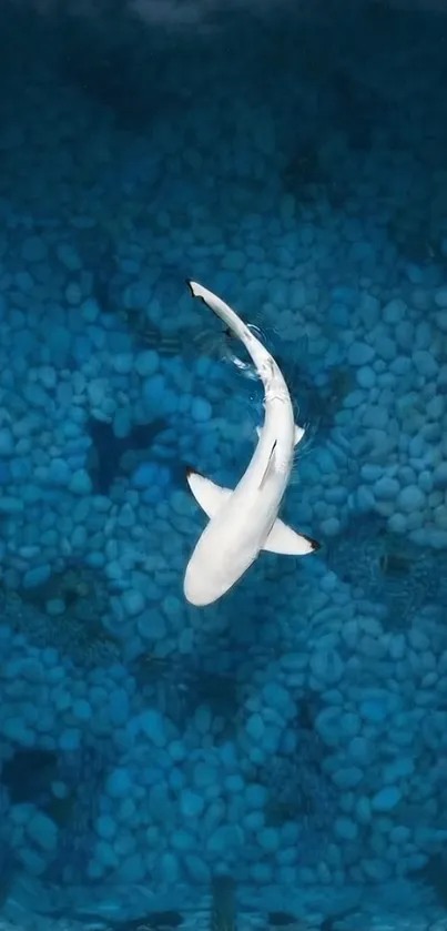 White fish gliding in a tranquil, blue pool setting.