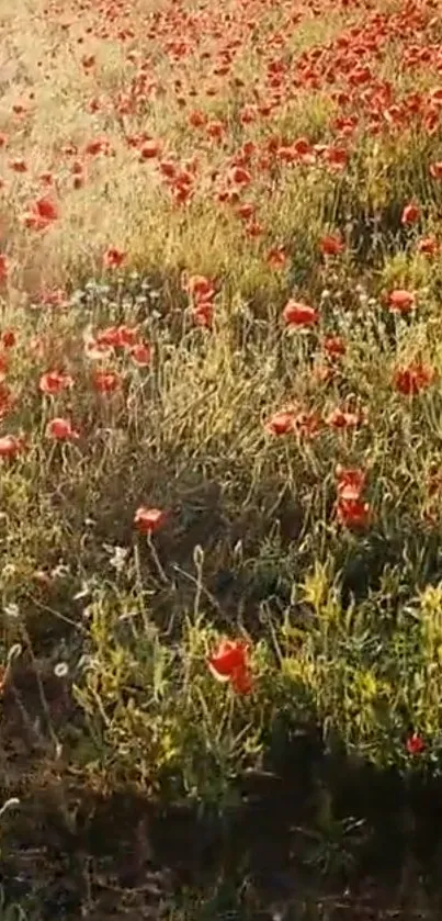 Mobile wallpaper of a tranquil poppy field during sunset.