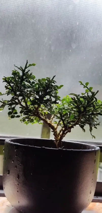 A small potted plant in natural light on a windowsill.