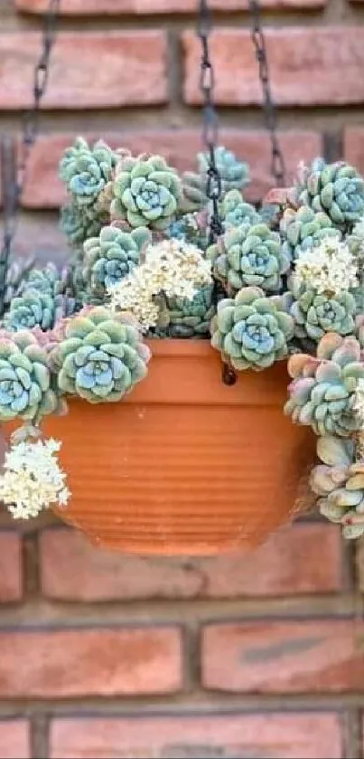 Cascading succulents in a terracotta pot with rustic brick wall background.