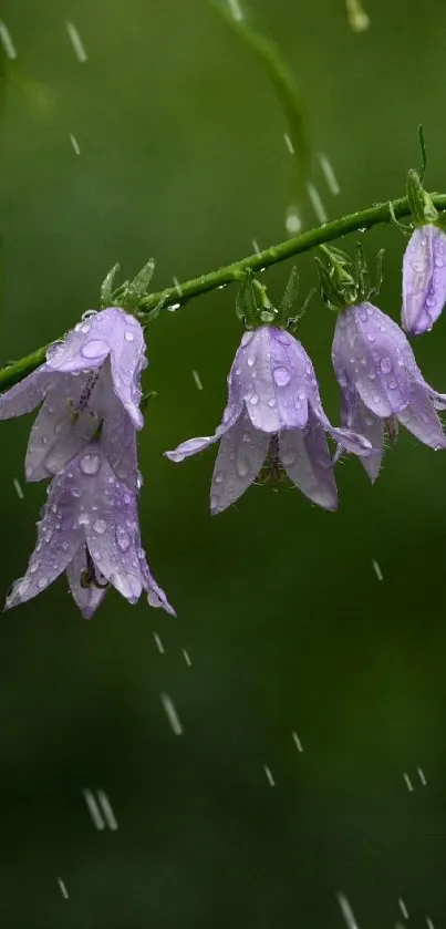 Purple bell flowers with water droplets on a green stem.