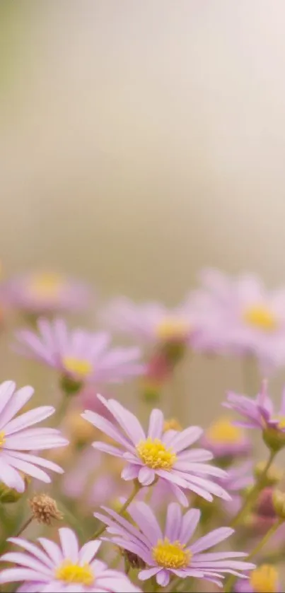 Serene mobile wallpaper with purple daisies in soft focus.