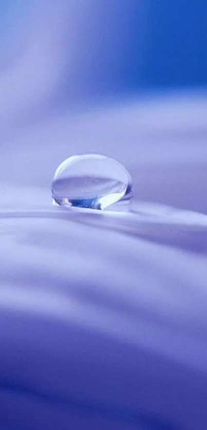 Purple wallpaper with a water droplet on petals.