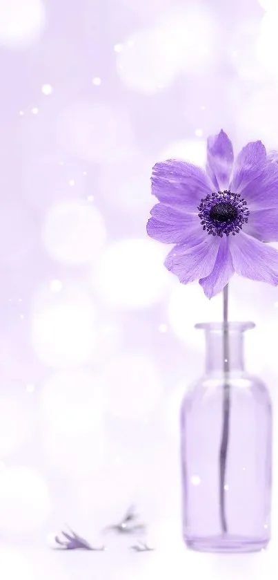 Lavender flower in vase on soft purple background.