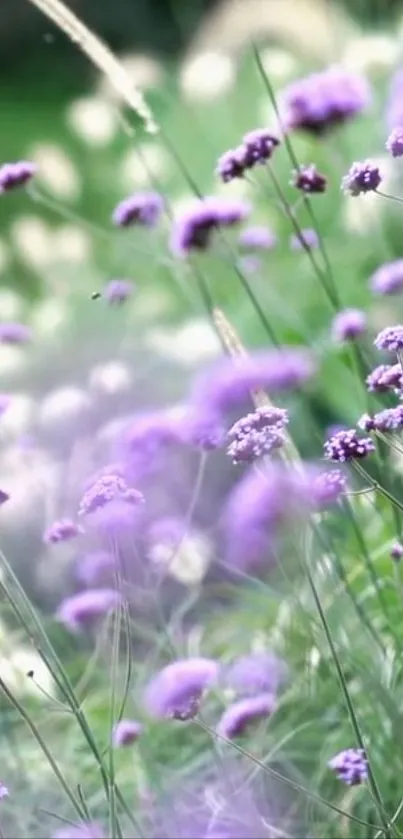 Purple flowers with green foliage background for mobile wallpaper.