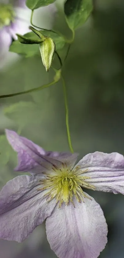 Delicate purple flower with green backdrop, perfect for serene mobile wallpaper.