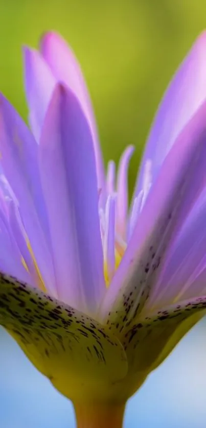 Close-up of a purple flower with a soft green background.