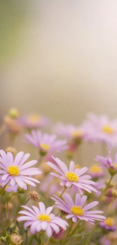 Purple flowers on a dreamy, serene background for mobile wallpaper.