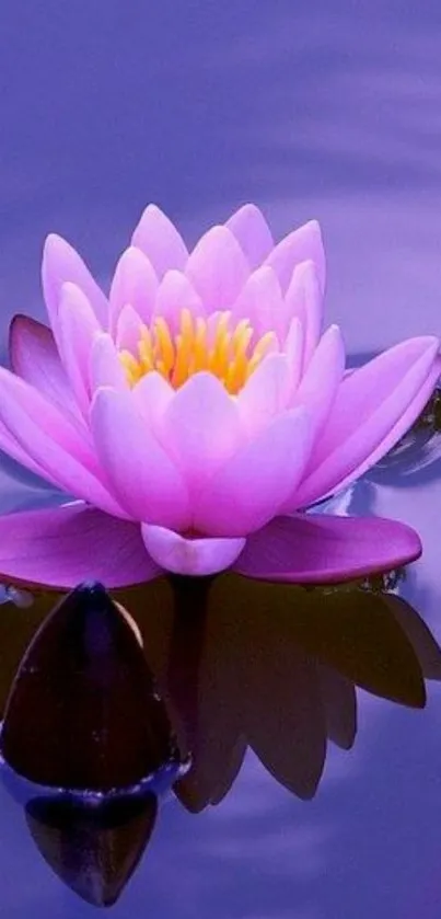 Purple lotus blossom on reflective water surface.