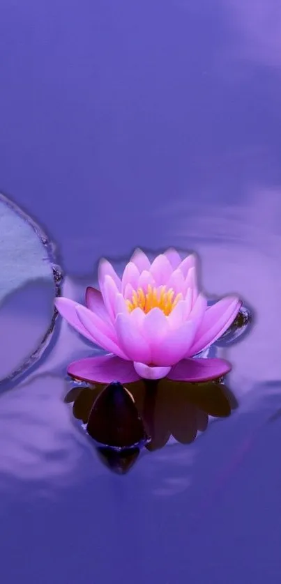 Serene purple lotus floating on calm water.