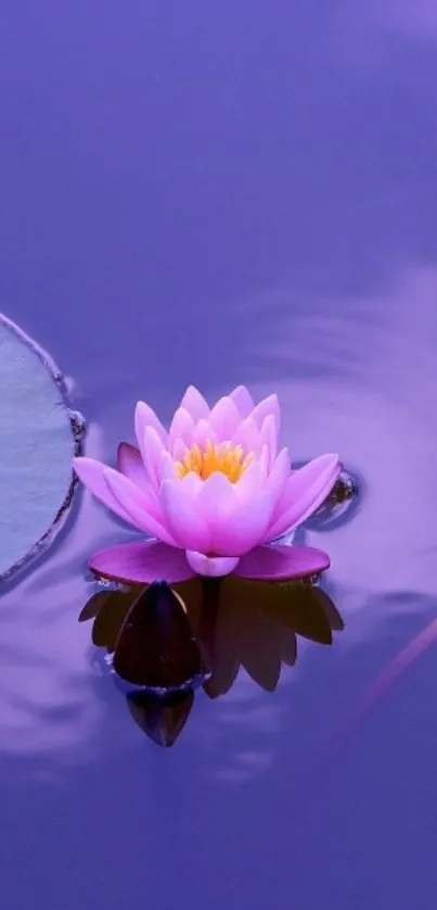 Purple background with pink lotus flower on calm water.