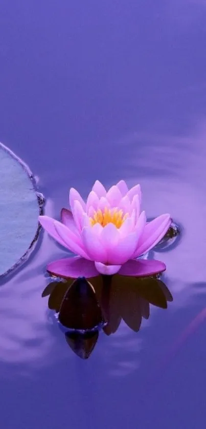 Purple water lily floating on serene water.