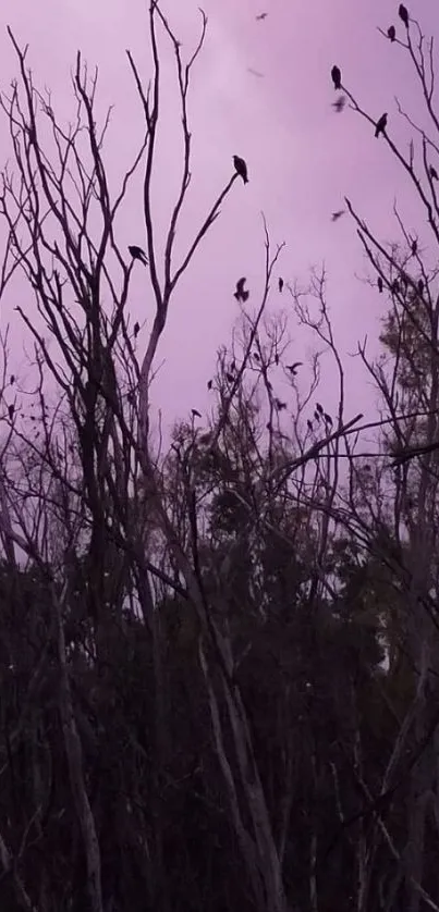 Silhouettes of birds on branches against a purple sunset sky.