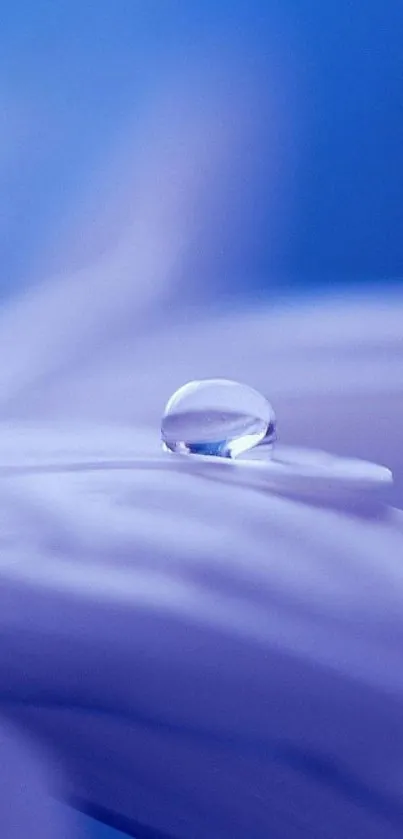 Close-up of a water droplet on a purple background.