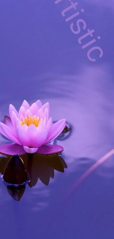 Purple water lily on calm water, creating tranquility.